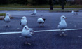Ring-billed Gulls of 
different ages