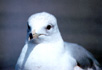 A Ring-billed Gull